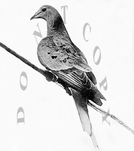 ANTIQUE 8X10 REPRO PHOTO PRINT MARTHA THE LAST SURVIVING PASSENGER PIGEON - Picture 1 of 1