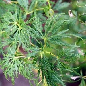 10 Semi Acer Palmatum Dissectum Viridis Fastigiata, Acero Giappone - Bild 1 von 1