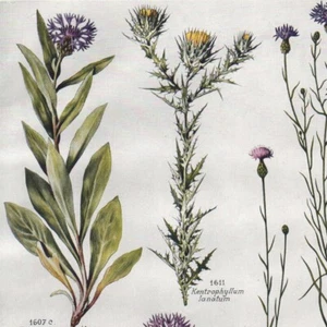 Centaurea Microlonchus  Pl 331 - Plante Fleur Flore - Gravure de presse 1930 - Imagen 1 de 2