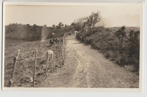 RPPC Rural Road Scene w/ Horses & People Saint Thomas Virgin Islands Postcard - Picture 1 of 2