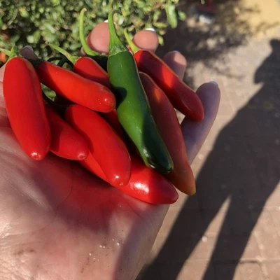 Serrano Chilli 30 Seeds | Medium Heat Mexican Variety – 10,000–25,000 SHU - Image 1 of 3