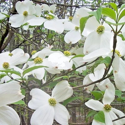 Саженцы белого кизила высотой 10-16 дюймов - горшок 1 кварта - Cornus Florida - зоны 5-9 - Изображение 1 из 4