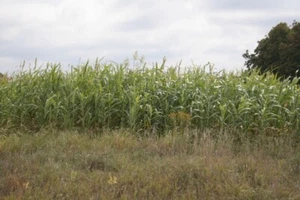 200 Egyptian Wheat Seed Grain for Planting No-GMO - Picture 1 of 3
