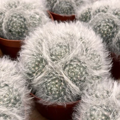 5'' Cactus Snowfield Gaosha, Live Cactus Plants,Rare Plants - Image 1 of 4