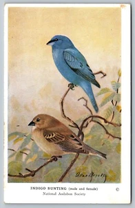 INDIGO-JAGD Vogelkunst Malerei NATIONAL AUDUBON SOCIETY UNP Vintage Postkarte A47 - Bild 1 von 2