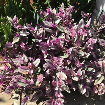 7 Tradescantia Nanouk cuttings  - Image 1 of 2