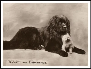 NEWFOUNDLAND DOG AND KITTEN LOVELY VINTAGE STYLE DOG PHOTO PRINT POSTER - Picture 1 of 1
