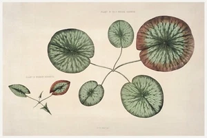 13812. Póster de decoración. Habitación interior pared arte. Victoria Regia Lirio de agua. Botánico - Imagen 1 de 1