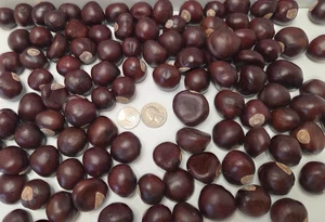 100 Stück Original Ohio Buckeye Nüsse Neue Ernte 2025 Nickel Größe oder größer - Bild 1 von 1