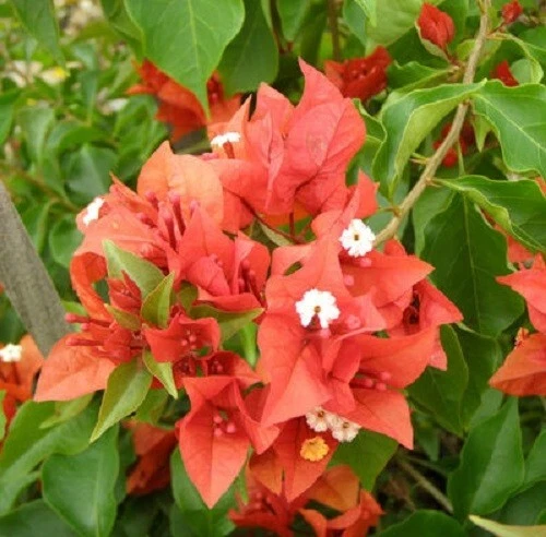 Bougainvillea - 'Flame' - Image 1 of 4