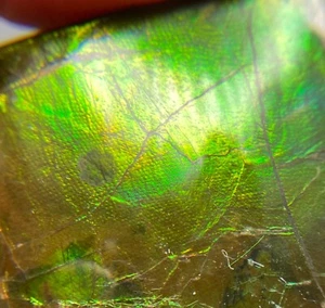 Bryozoa traces on 5.5 cm Fossil Ammolite- ammonite, Alberta, Canada . - Picture 1 of 12