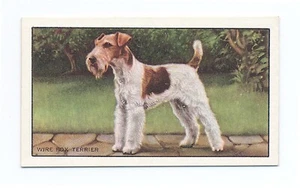WIRE HAIRED FOX TERRIER GALLAHER 1936 DOGS A SERIES DOG CIGARETTE CARD #28 - Picture 1 of 2