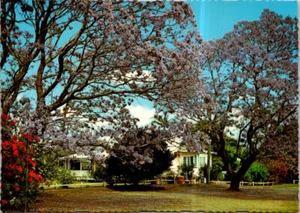 (903) 10-5-2025 - Australia - NSW - Jacaranda trees in Grafton - Picture 1 of 2
