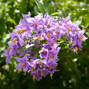 Chilean Potato Tree Purple Glasnevin Hardy Semi-Evergreen Climbing Shrub 6 SEEDS - Picture 1 of 2