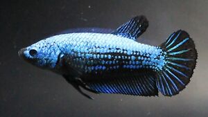 Live Betta Fish Pet Plakat Plakad Fancy Blue Black Avatar Female for Breed 1.2"