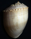 edspal shells - Melo broderipii  240mm F++/F+++ amazing form big size sea shell