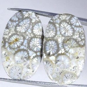 22.30Cts Natural Fossil Coral Pair Jewelry Supply Oval Cabochon 13X22X3MM - Picture 1 of 4