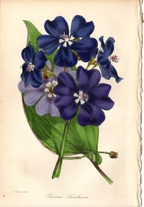 Paxton 1843 Antique hand-colored botanical print: Pleroma Kunthiana, flower - Picture 1 of 2