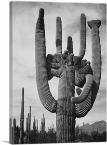 Cactus - Saguaro National Monument - Arizona Canvas Art Print by Ansel Adams - Picture 1 of 11