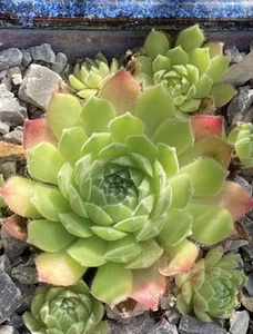 Sempervivum Apple Blossom - Bild 1 von 1