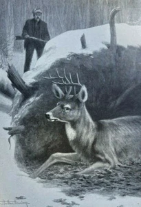 1901 Deer and Deer Hunting illustrated - Picture 1 of 6