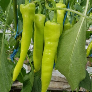 Pimiento Rapires , 10 semillas , Capsicum annuum (625) - Picture 1 of 1