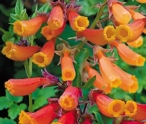 CHILEAN GLORY VINE MIX Eccremocarpus Scaber - 500 große Samen - Bild 1 von 1