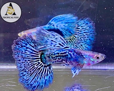 1 Trío - Blue Dragon Indo Pez Guppy Vivo Grado A Alta Calidad VIP Foto 1 de 4