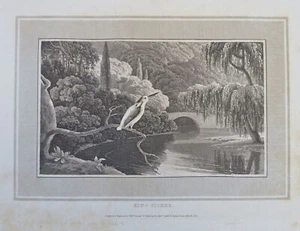 King Fisher Ornithological View 1807 scarce engraved natural history print - Picture 1 of 2