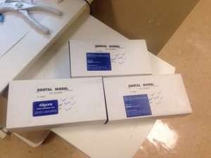 Nissin Development Study Models 3 Models Showing 3 Stages Mixed Dentition - Picture 1 of 8