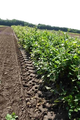  Rotbuchen 1st. 60-80cm Forstpflanzen % Super Sale % Rotbuche  Wurzelware - Bild 1 von 4