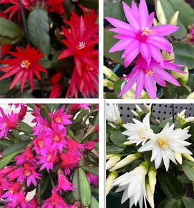 HATIORA RHIPSALIDOPSIS ROSEA SPRING EASTER CACTUS 2 PCS CUTTINGS SUCCULENTS 3-46 - Picture 1 of 16