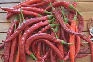 20 Semillas de Pimiento de la Vera dulce (Capsicum annuum) seeds - Bild 1 von 1