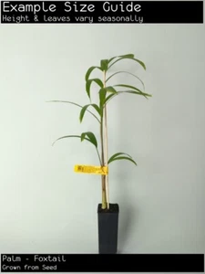 Palm - Foxtail (Wodyetia bifurcata) Tree Plant - Picture 1 of 5