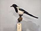 Beautiful Eurasian Magpie (Pica Pica)  Bird Taxidermy Mount
