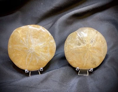Sand Dollar Fossil Bundle - Image 1 of 2