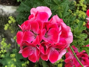 Card: "Burrows Farm Gardens, Devon, Geranium" #PeterBrighousePhotography - Picture 1 of 12