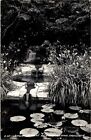 RPPC Pond, Lily Pads Jungle Garden Avery Island LA Vintage Postcard D02