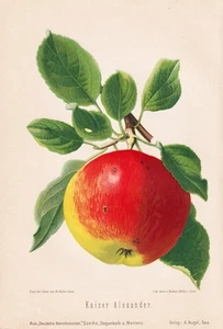 Kaiser Alexander manzana manzana manzana fruta fruta pomología litografía litografía 1890 - Imagen 1 de 1