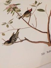 Ruby-crowned Kinglet Audubon Print 15" x 11.5" Unframed Lithograph 320