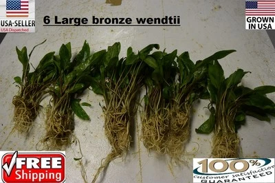 6 Large  Bronze Wendtii plants Easy Aquarium aquascaping planted tank low light  - Image 1 of 2