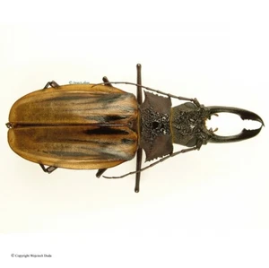 Macrodontia antonkozlovi, Huge specimen, 96mm, beautiful! - Bild 1 von 1