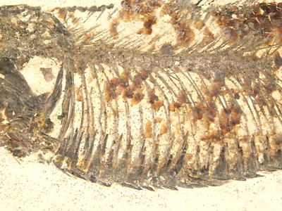 Super Fine BONES! Knightia FISH Fossil From Fossil LAKE Wyoming 280gr - Image 1 of 4