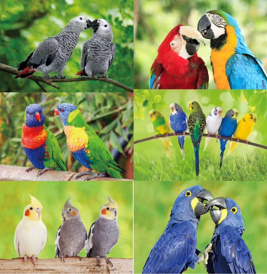 3 D Ansichtskarte Papageien Vögel Postkarte Wackelkarte Hologrammkarte Bild Ara - Bild 1 von 1