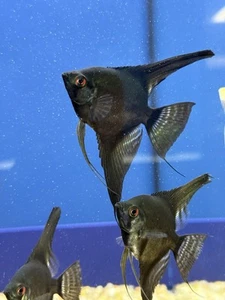 Black Angel 2-3 Inch Body (Pack of 2). Live Fish for Aquarium. - Picture 1 of 5