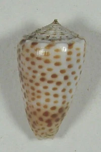 CONUS PULICARIUS VAUTIERI 22,65 mm SUPER ELECCIÓN ESPÉCIMEN RARO Fatu Hiva Marquesas - Imagen 1 de 2