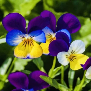 JOHNNY JUMP UP VIOLA FLOWER SEEDS HEIRLOOM NON GMO FRESH HARVEST - Picture 1 of 2