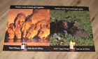 Paarl Wines ADs Just Out Of Africa TWO magazine pages PHOTO advertisements