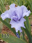 1 Iris Germanica Low Edge Bearded Rhizome