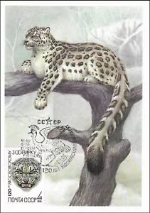 Schneeleopard gefährdete Wildtiere Panthera Uncia Russland postfrisch FDC Maxi Karte 1984 - Bild 1 von 1